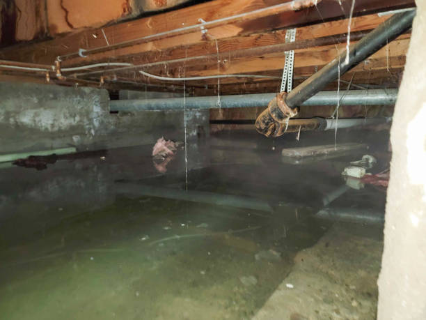 Best Professional water damage repair  in Rockville, MD